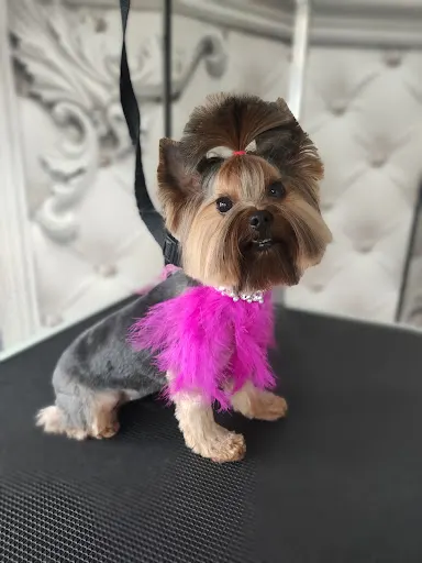 Studio Stylizacji Psów DOG QUEEN